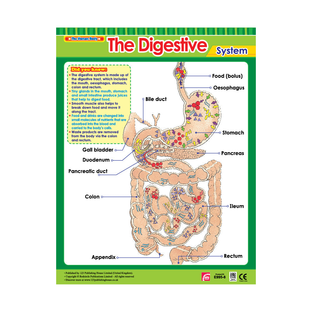 Vital Body Systems 1 (6 Wall Charts) - Educational Wall Chart Pack in English